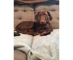 Looking to rehome my Vizsla puppy 12 weeks old - 2