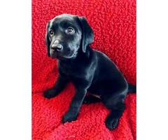 1 female and 1 male English Lab pups for sale - 1
