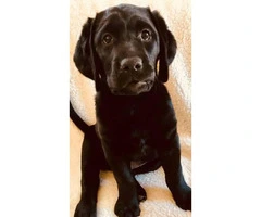 1 female and 1 male English Lab pups for sale - 2
