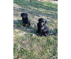 1 female and 1 male English Lab pups for sale - 3
