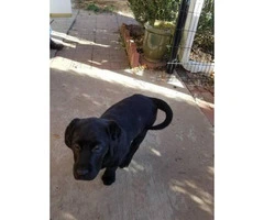 1 female and 1 male English Lab pups for sale - 4