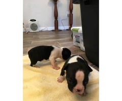 Boston Terrier Designer puppies -3 males & 2 females - 2