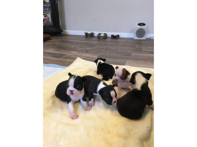 Boston Terrier Designer puppies 3 males & 2 females