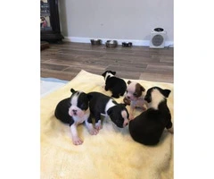 Boston Terrier Designer puppies -3 males & 2 females - 3