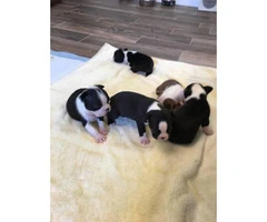Boston Terrier Designer puppies -3 males & 2 females - 4