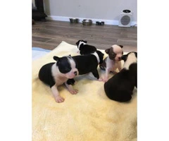 Boston Terrier Designer puppies -3 males & 2 females - 7