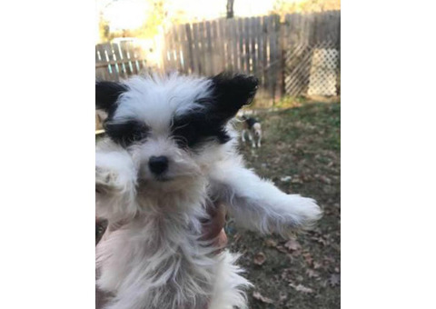 8 week old maltese papillon mix puppies for adoption