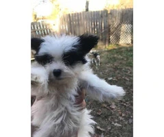 8 week old maltese papillon mix puppies for adoption - 1