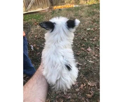 8 week old maltese papillon mix puppies for adoption - 2