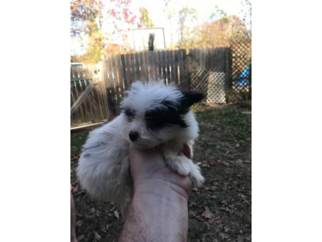 maltese and papillon breed mix