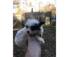 8 week old maltese papillon mix puppies for adoption - 3
