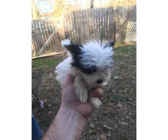 8 week old maltese papillon mix puppies for adoption - 4