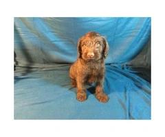 Family-raised litter of 7 beautiful F2 mini labradoodles for adoption