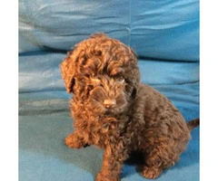 Family-raised litter of 7 beautiful F2 mini labradoodles for adoption - 2