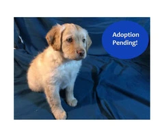 Family-raised litter of 7 beautiful F2 mini labradoodles for adoption - 3