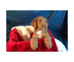 Family-raised litter of 7 beautiful F2 mini labradoodles for adoption - 4