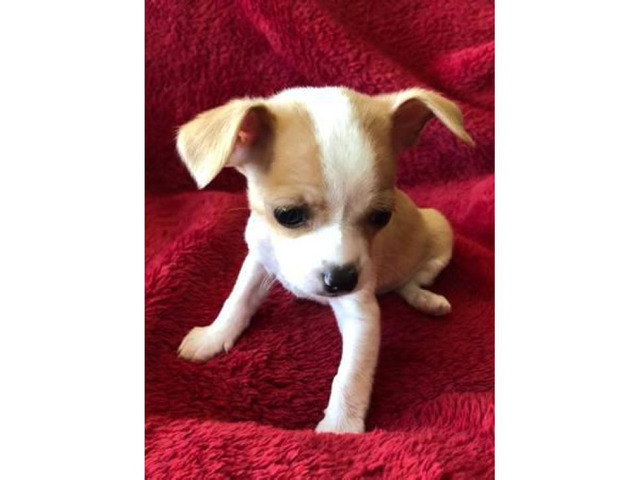 Chihuahua puppies 2 available 600 each in Philadelphia