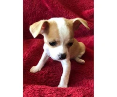 Chihuahua puppies 2  available $ 600 each - 2