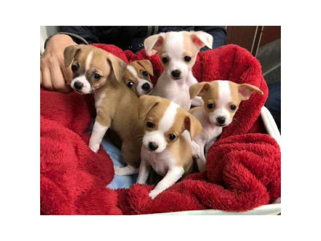 Chihuahua puppies 2 available 600 each in Philadelphia