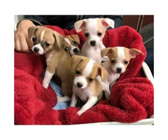 Chihuahua puppies 2  available $ 600 each - 6