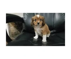 3 very cute CavaPom puppies for rehoming