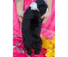 Gorgeous black with white markings Female Standard Aussiedoodle - 1