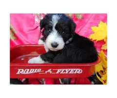 Gorgeous black with white markings Female Standard Aussiedoodle - 2