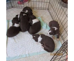 Border Collie pups - 1