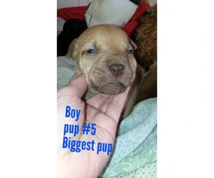 Pitbull boxer mixed puppies - 4