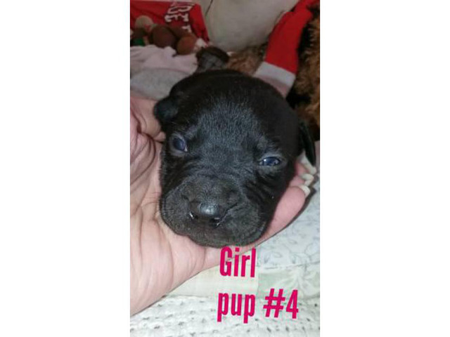 pitbull boxer mix puppies for sale near me