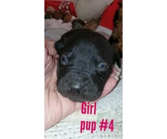 Pitbull boxer mixed puppies - 6