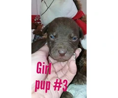 Pitbull boxer mixed puppies - 8