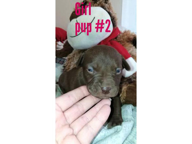 pitbull boxer mix puppies for sale near me