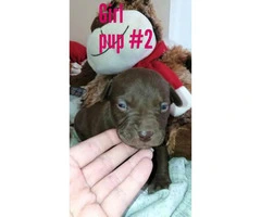 Pitbull boxer mixed puppies - 10