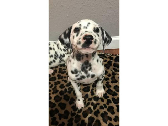 Beautifully spotted Dalmatian Puppies 9 weeks old in ...