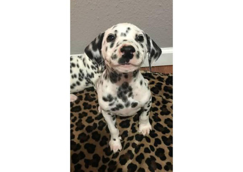 Beautifully spotted Dalmatian Puppies 9 weeks old