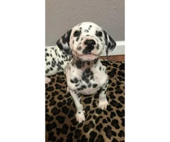 Beautifully spotted Dalmatian Puppies 9 weeks old