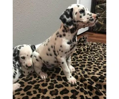 Beautifully spotted Dalmatian Puppies 9 weeks old