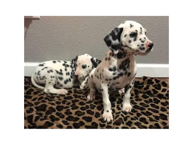 Beautifully spotted Dalmatian Puppies 9 weeks old in