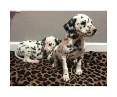 Beautifully spotted Dalmatian Puppies 9 weeks old