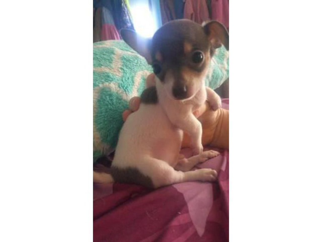 3 male chihuahua puppies available for sale in Des Moines