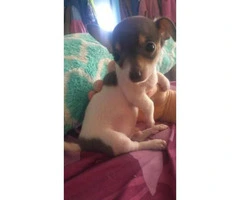 3 male chihuahua puppies available for sale