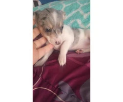 3 male chihuahua puppies available for sale - 3