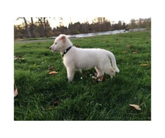 2 months old male white GSD Puppy - 2