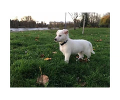 2 months old male white GSD Puppy - 3