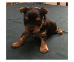 Yorkie Puppies hunting for a forever home - 1