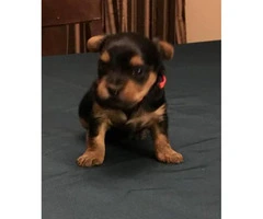 Yorkie Puppies hunting for a forever home - 2