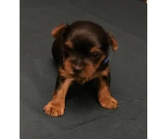 Yorkie Puppies hunting for a forever home - 3