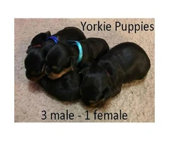 Yorkie Puppies hunting for a forever home - 5