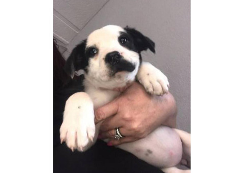 2 female Boxer Lab mix puppies